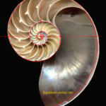 피보나치 전략 자산 자연 패턴